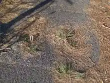 ポールを設置すると思われる金具が路面から出ている[📸21年04月]