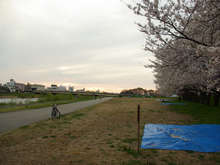 ここ桜の季節になるとお花見できる場所でもある[📸19年4月]